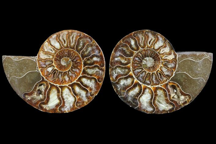 Cut & Polished Ammonite Fossil - Agatized #78367